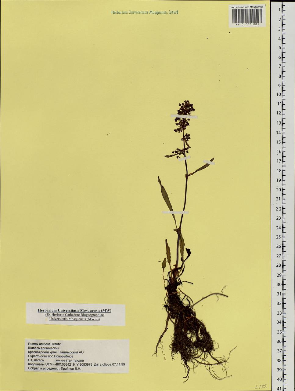 Rumex arcticus Trautv., Siberia, Central Siberia (S3) (Russia)