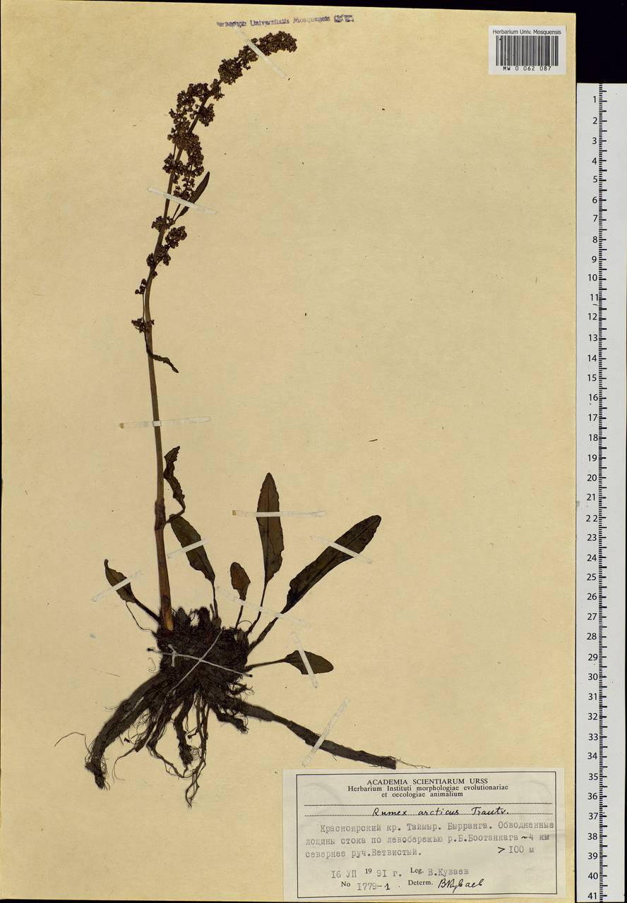 Rumex arcticus Trautv., Siberia, Central Siberia (S3) (Russia)