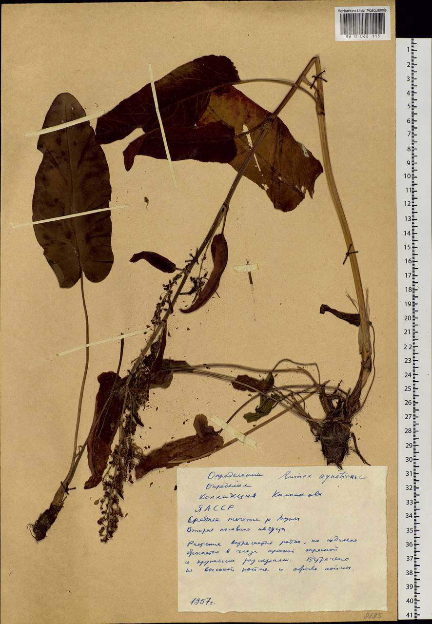 Rumex aquaticus L., Siberia, Yakutia (S5) (Russia)
