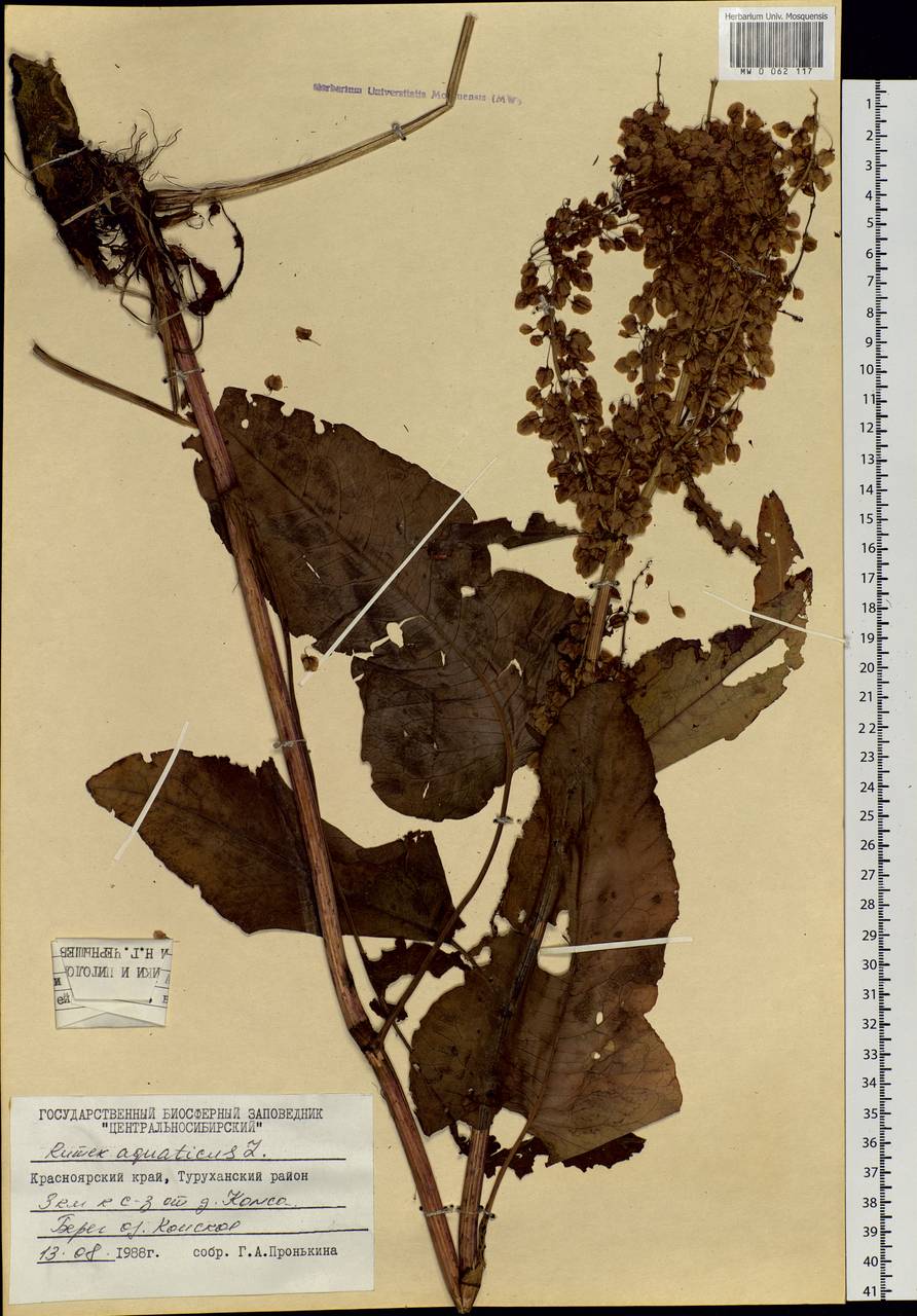 Rumex aquaticus L., Siberia, Central Siberia (S3) (Russia)