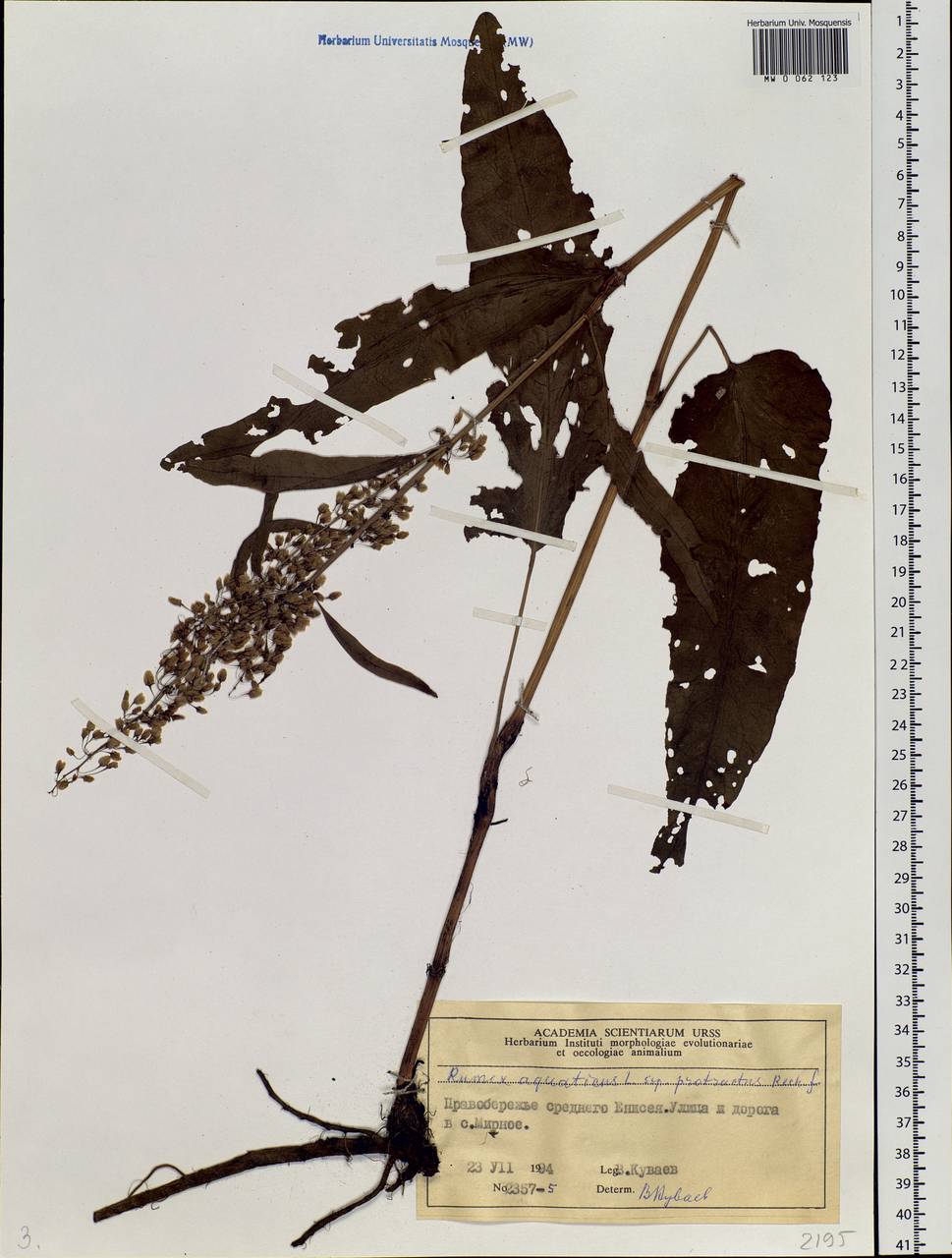 Rumex aquaticus L., Siberia, Central Siberia (S3) (Russia)