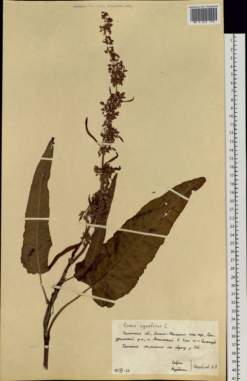 Rumex aquaticus L., Siberia, Western Siberia (S1) (Russia)