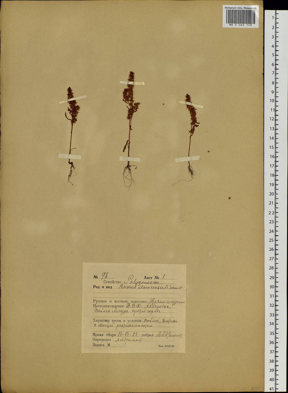 Rumex amurensis F. Schmidt, Siberia, Russian Far East (S6) (Russia)