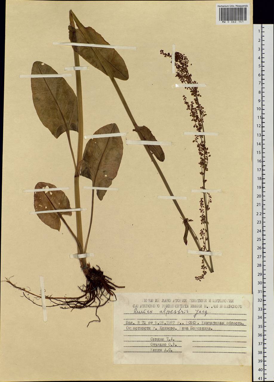 Rumex arifolius All., Siberia, Chukotka & Kamchatka (S7) (Russia)