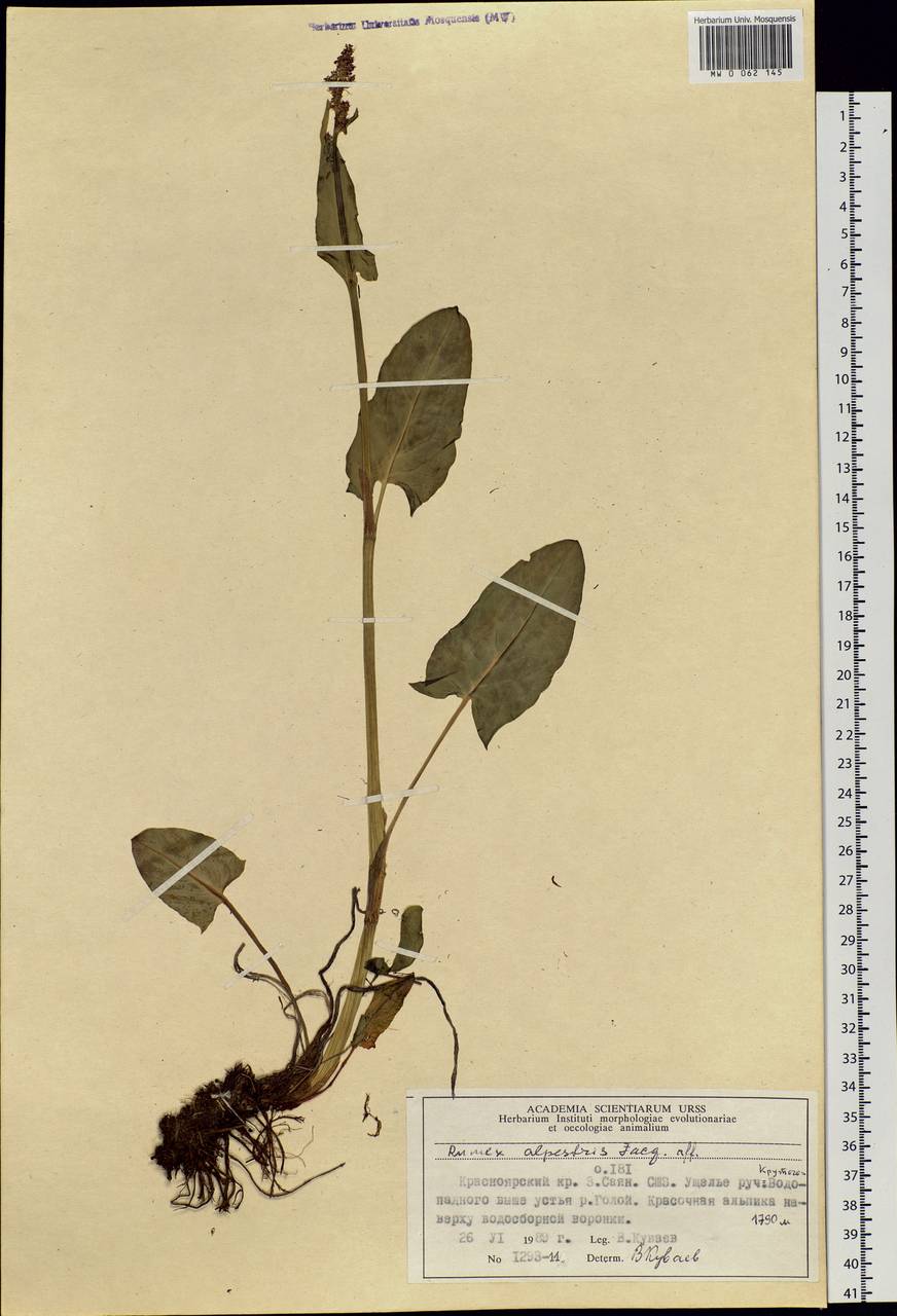 Rumex arifolius All., Siberia, Altai & Sayany Mountains (S2) (Russia)