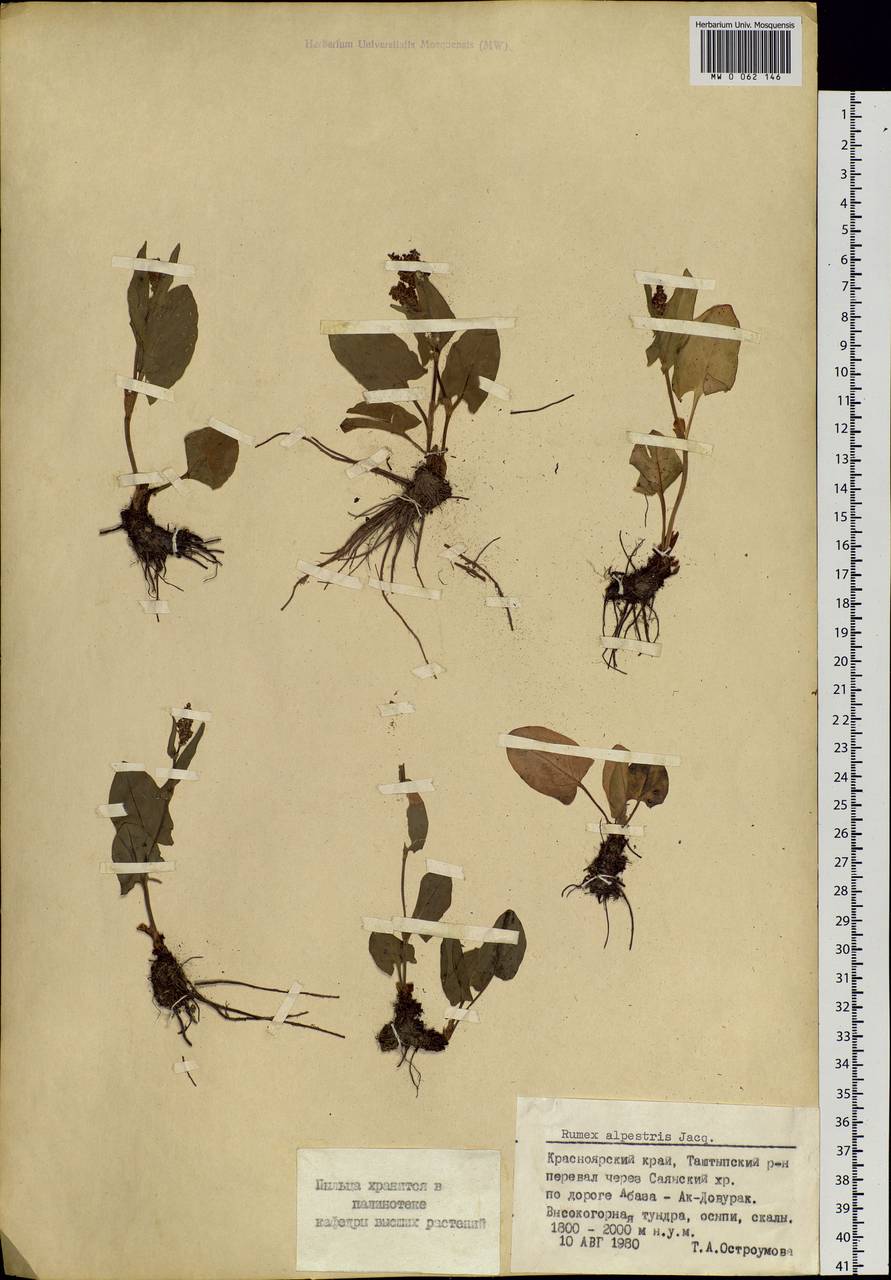 Rumex arifolius All., Siberia, Altai & Sayany Mountains (S2) (Russia)