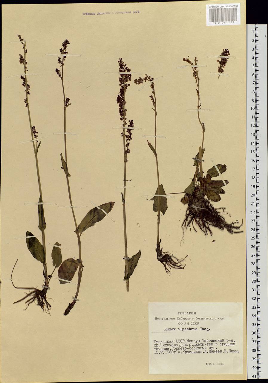 Rumex arifolius All., Siberia, Altai & Sayany Mountains (S2) (Russia)