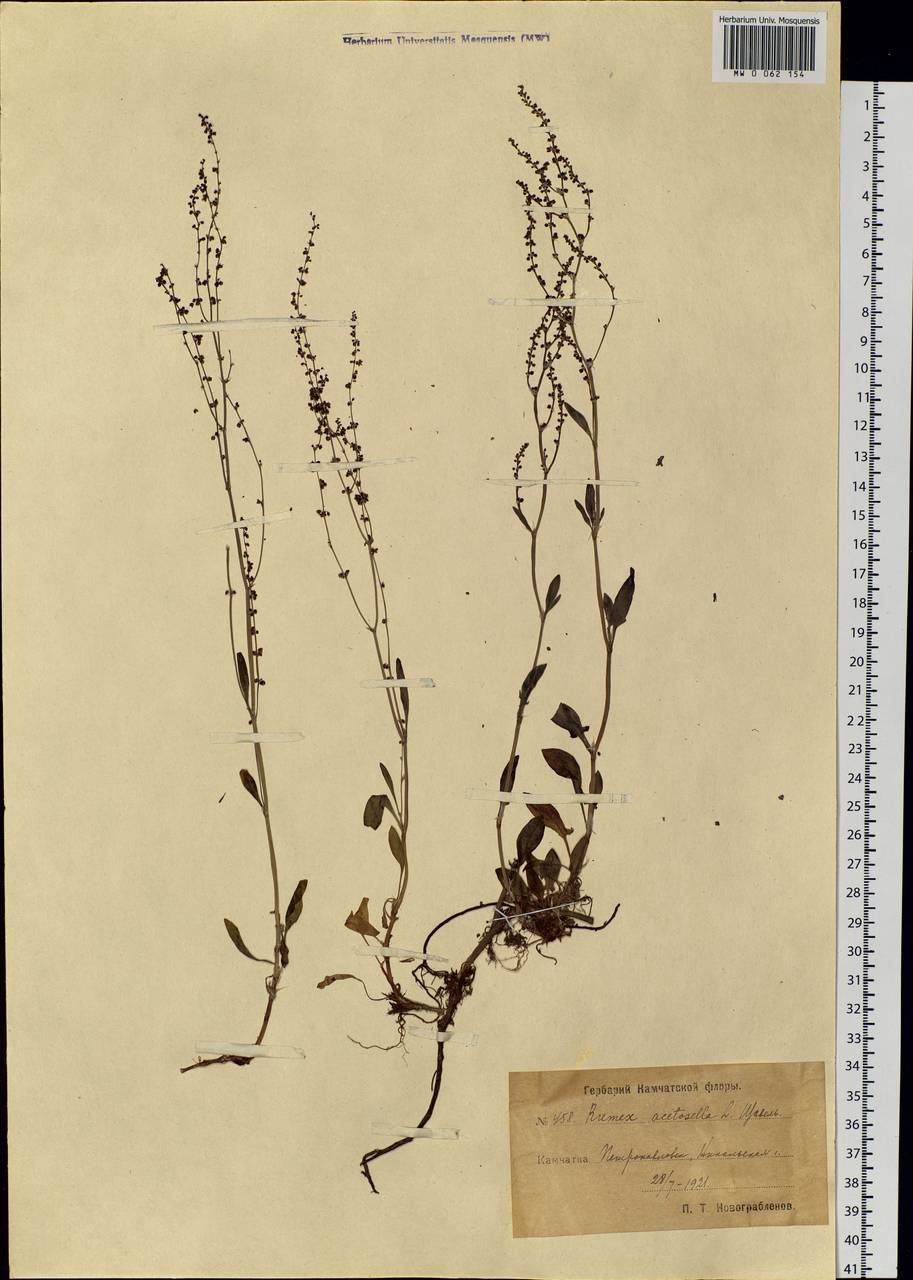 Rumex acetosella L., Siberia, Chukotka & Kamchatka (S7) (Russia)