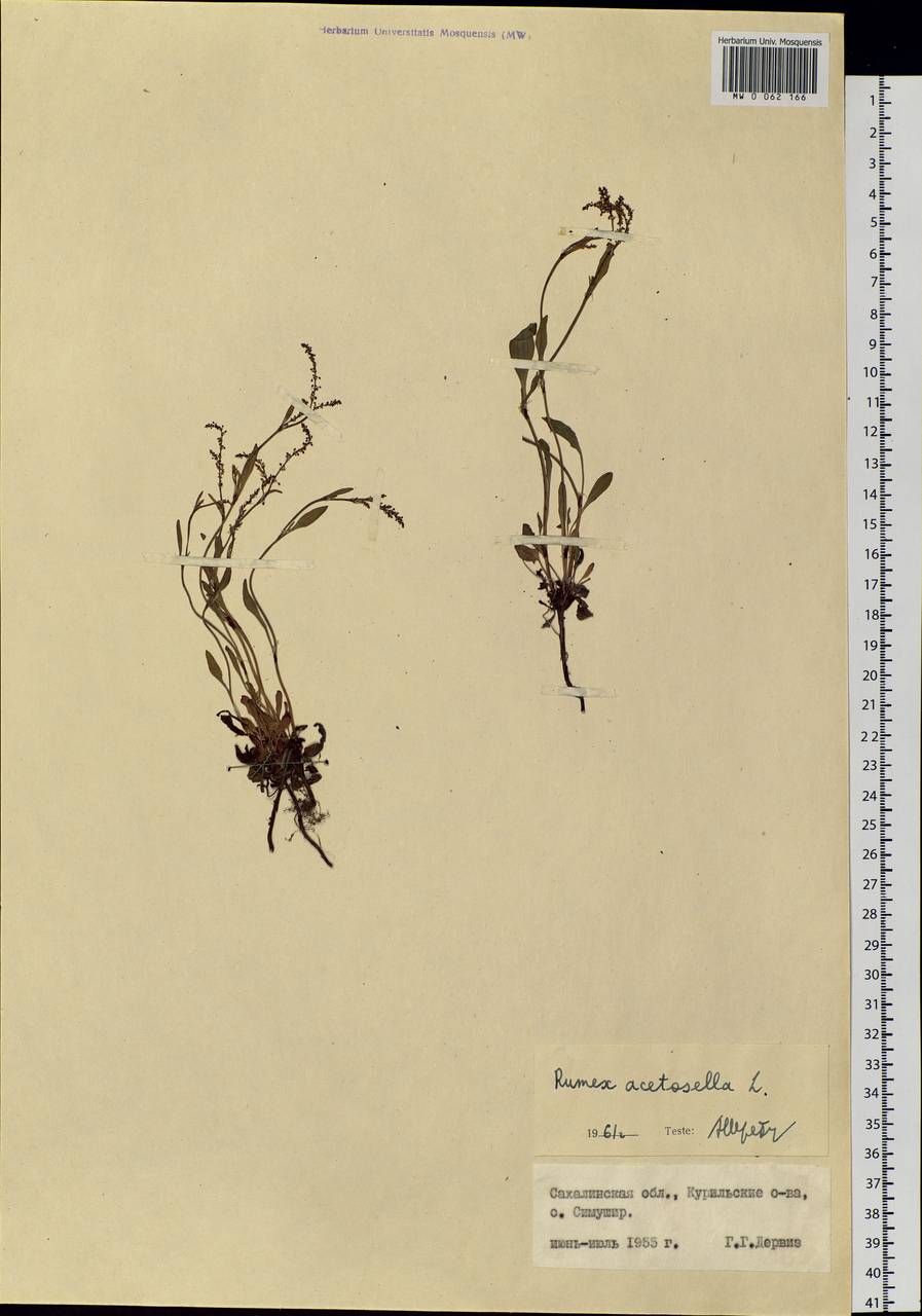 Rumex acetosella L., Siberia, Russian Far East (S6) (Russia)