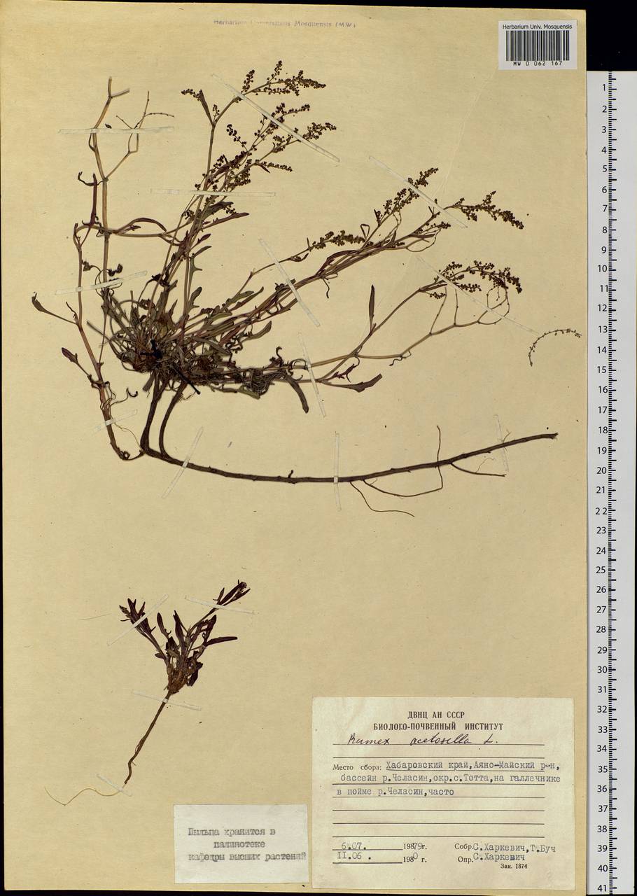 Rumex acetosella L., Siberia, Russian Far East (S6) (Russia)