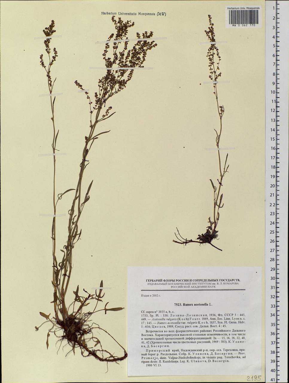 Rumex acetosella L., Siberia, Russian Far East (S6) (Russia)