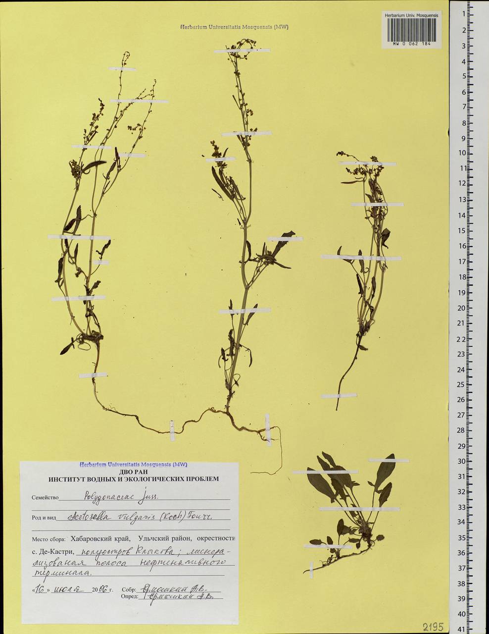 Rumex acetosella L., Siberia, Russian Far East (S6) (Russia)