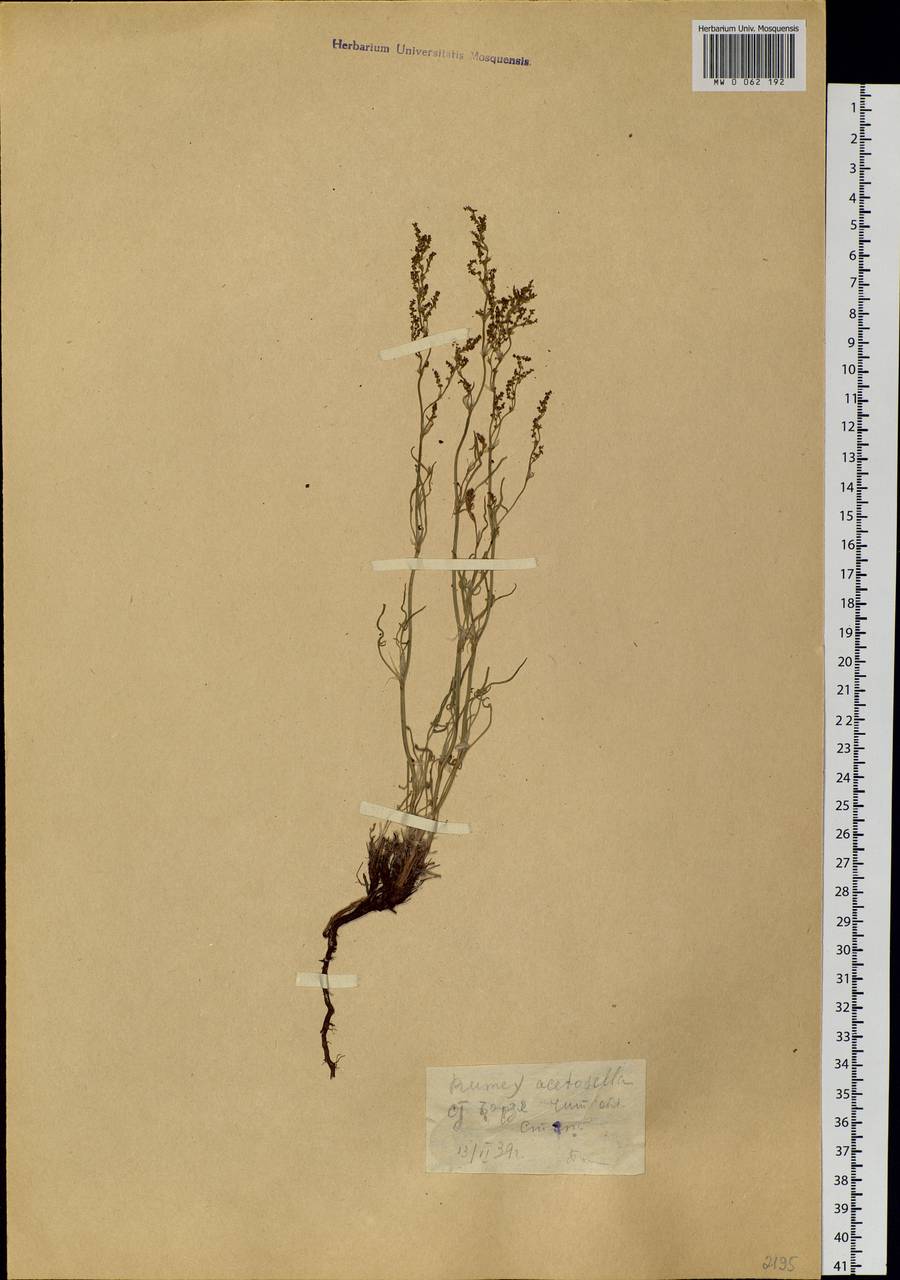 Rumex acetosella L., Siberia, Baikal & Transbaikal region (S4) (Russia)