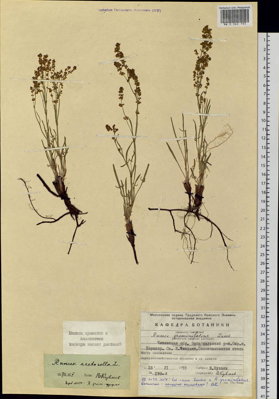 Rumex acetosella L., Siberia, Baikal & Transbaikal region (S4) (Russia)