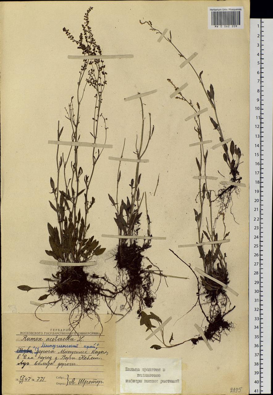 Rumex acetosella L., Siberia, Altai & Sayany Mountains (S2) (Russia)