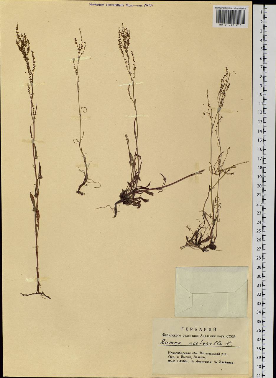 Rumex acetosella L., Siberia, Western Siberia (S1) (Russia)