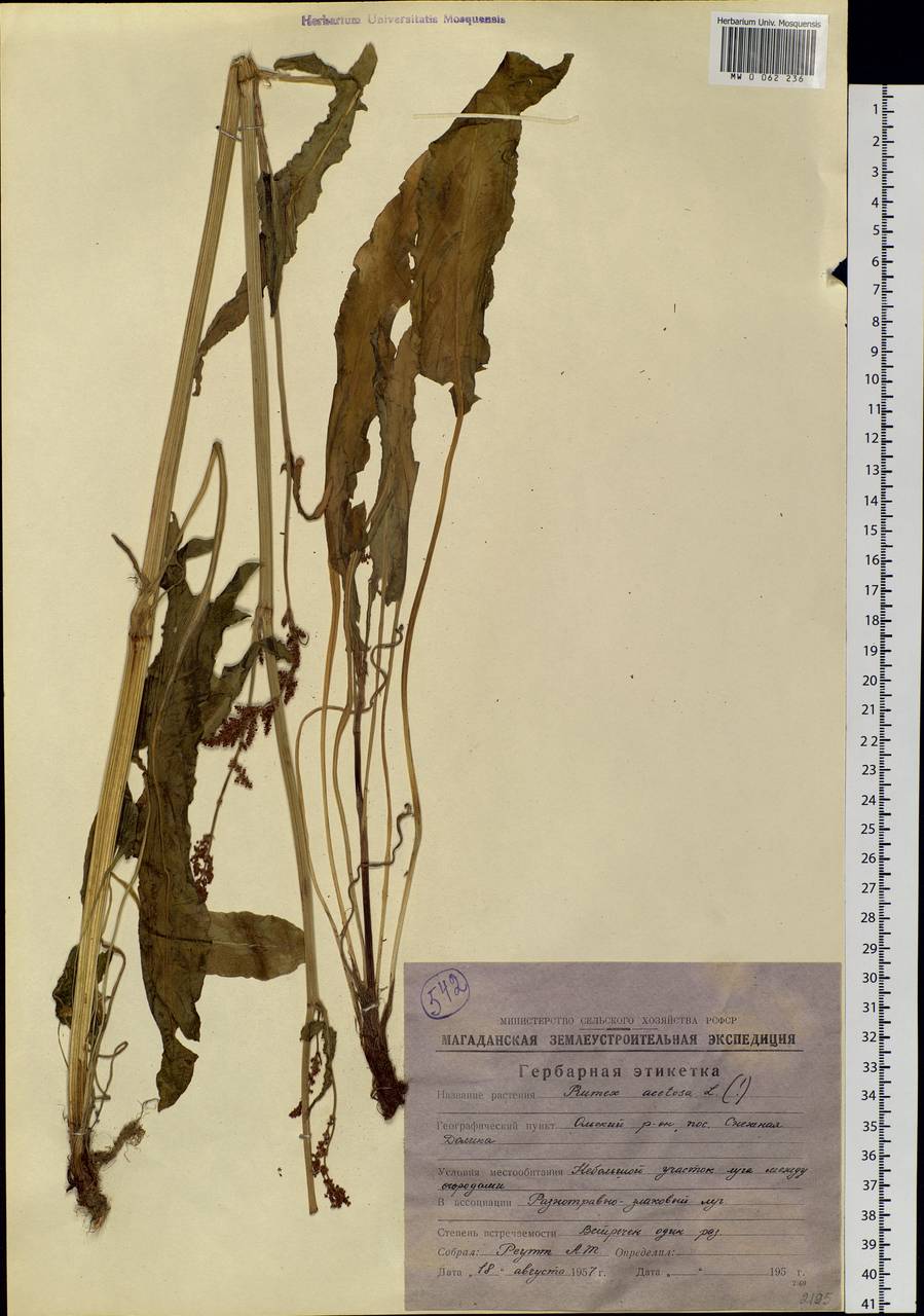 Rumex acetosa L., Siberia, Chukotka & Kamchatka (S7) (Russia)