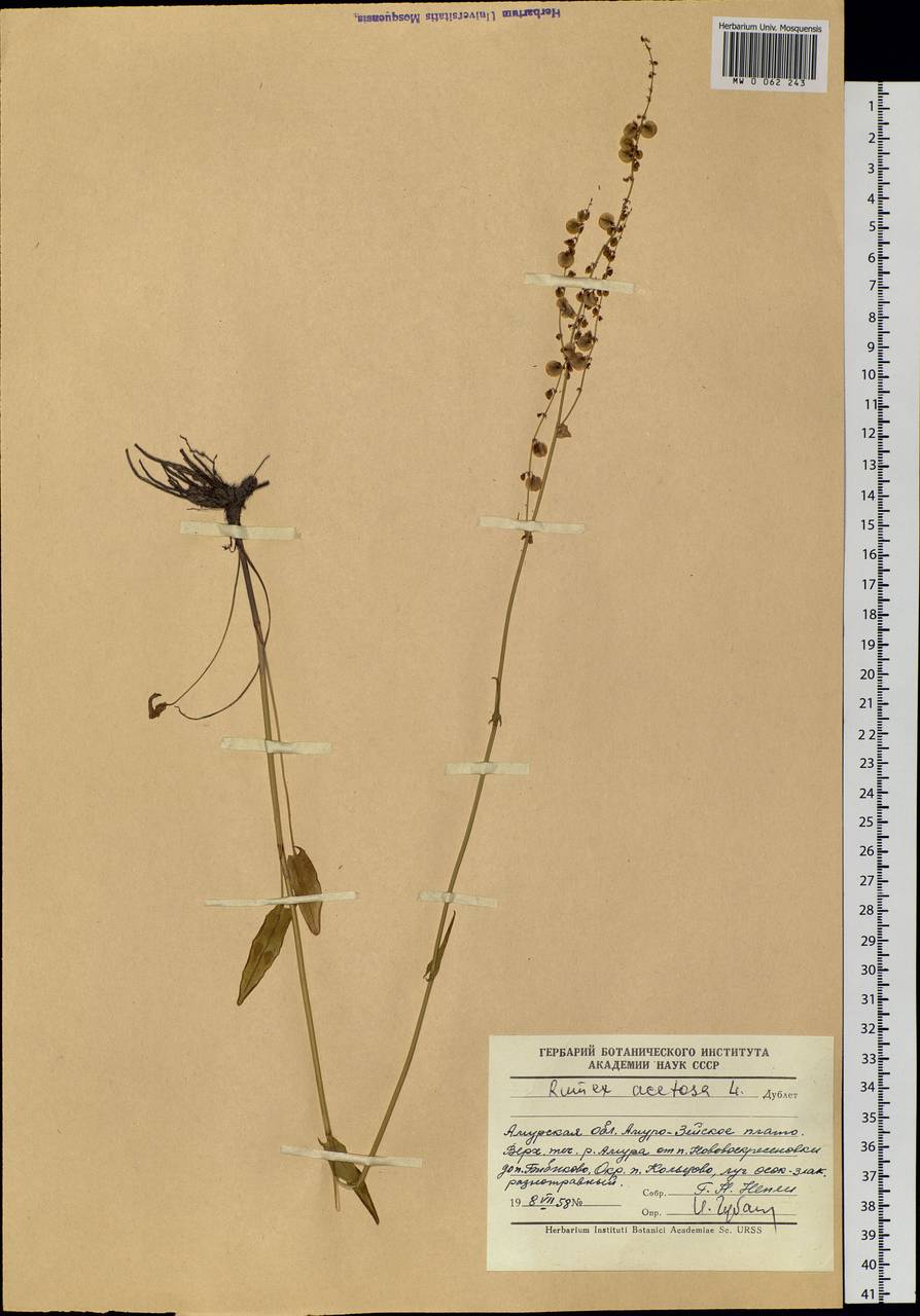 Rumex acetosa L., Siberia, Russian Far East (S6) (Russia)