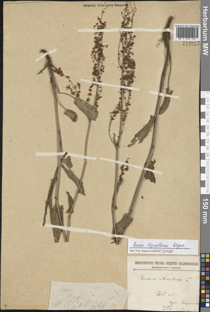 Rumex thyrsiflorus Fingerh., Siberia, Baikal & Transbaikal region (S4) (Russia)