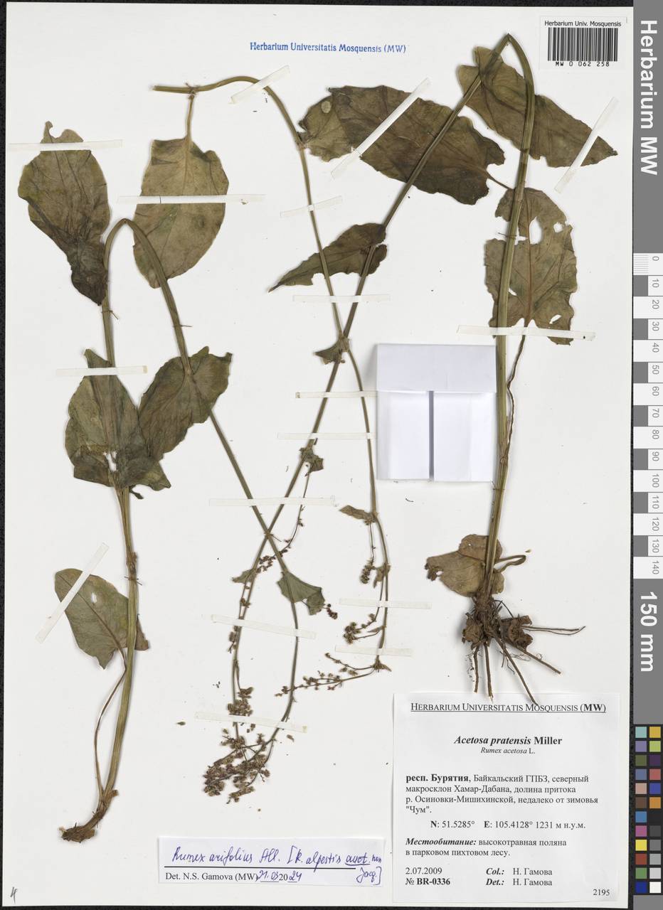 Rumex arifolius All., Siberia, Baikal & Transbaikal region (S4) (Russia)