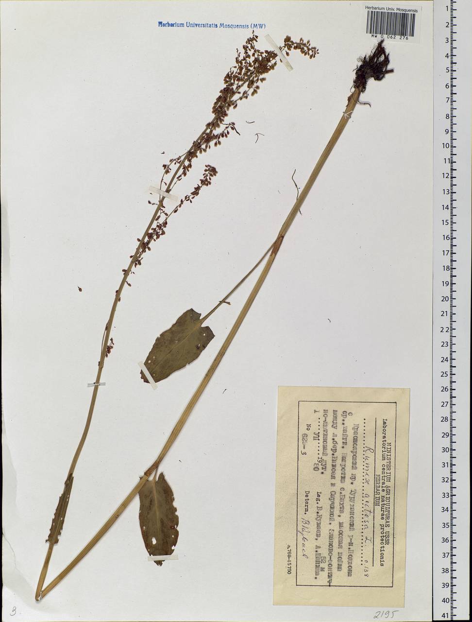 Rumex acetosa L., Siberia, Central Siberia (S3) (Russia)