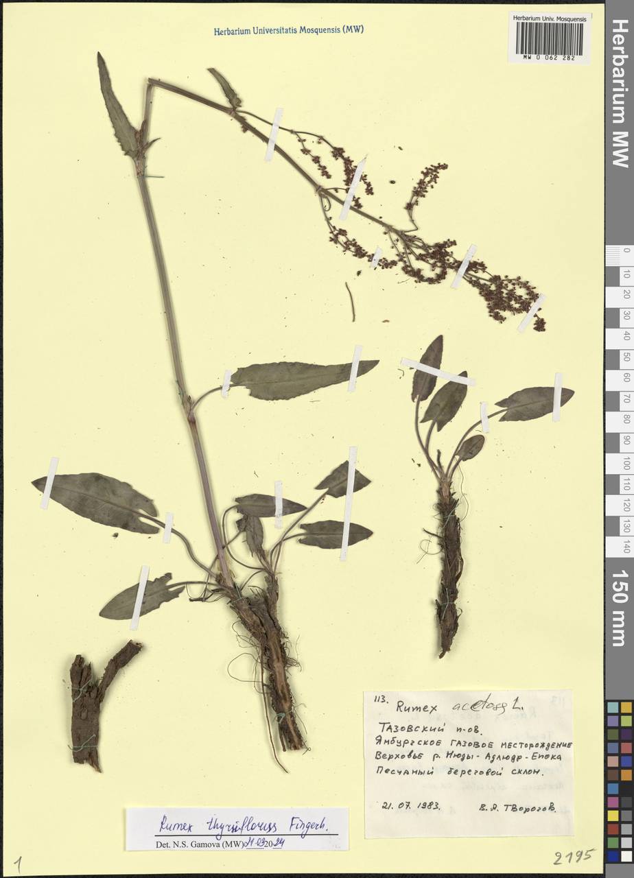 Rumex acetosa L., Siberia, Western Siberia (S1) (Russia)