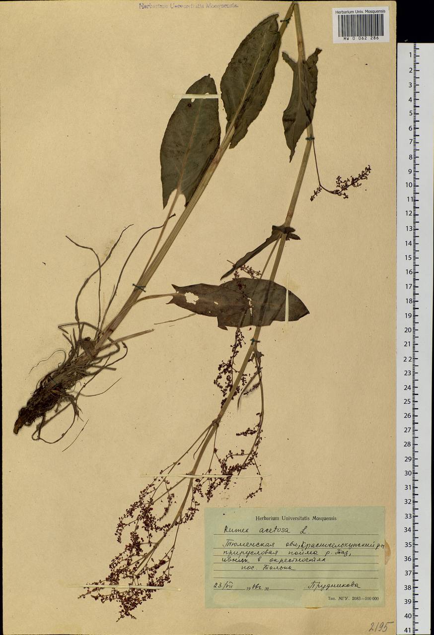 Rumex acetosa L., Siberia, Western Siberia (S1) (Russia)