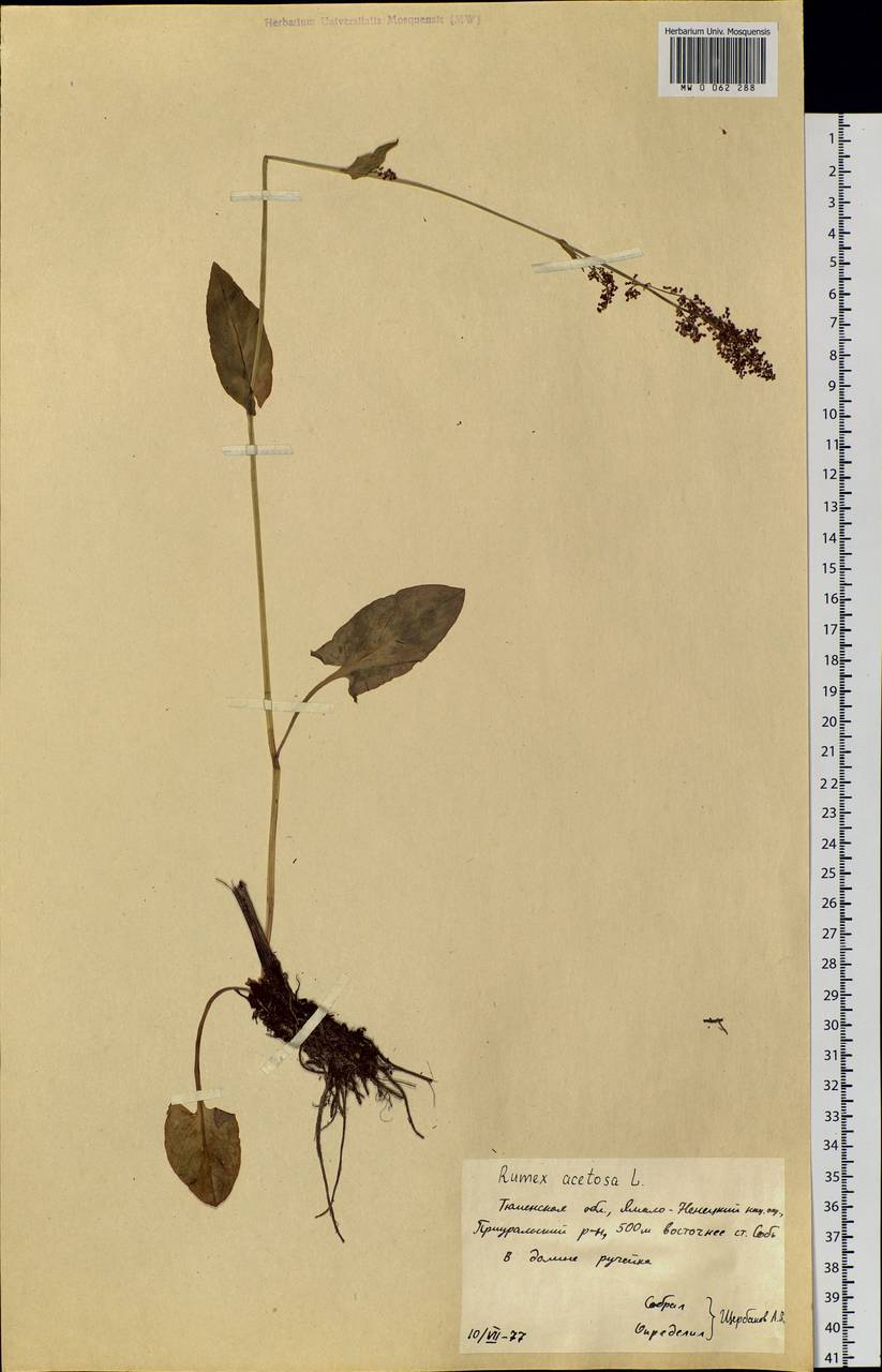 Rumex acetosa L., Siberia, Western Siberia (S1) (Russia)