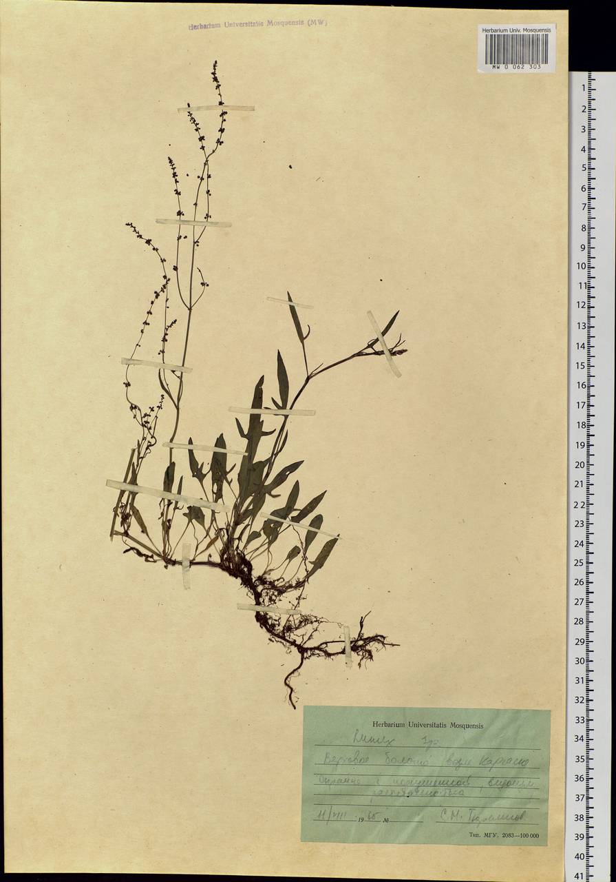 Rumex, Siberia, Western Siberia (S1) (Russia)