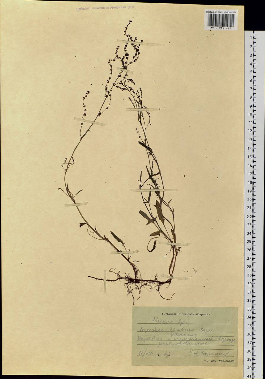 Rumex, Siberia, Western Siberia (S1) (Russia)