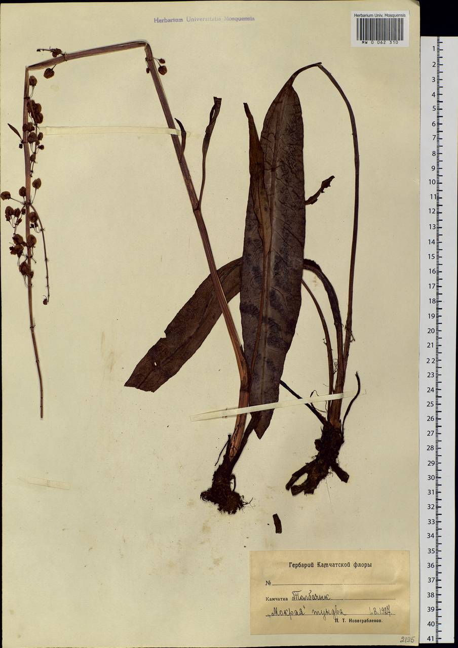 Rumex, Siberia, Chukotka & Kamchatka (S7) (Russia)
