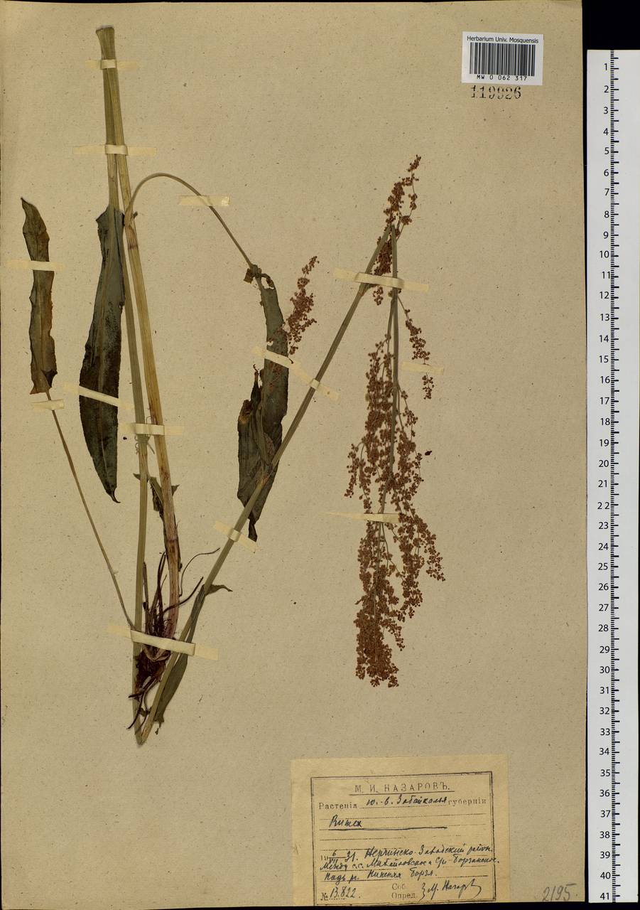 Rumex, Siberia, Baikal & Transbaikal region (S4) (Russia)