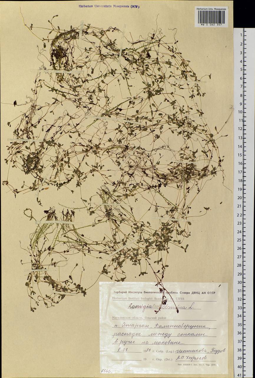 Koenigia islandica L., Siberia, Chukotka & Kamchatka (S7) (Russia)
