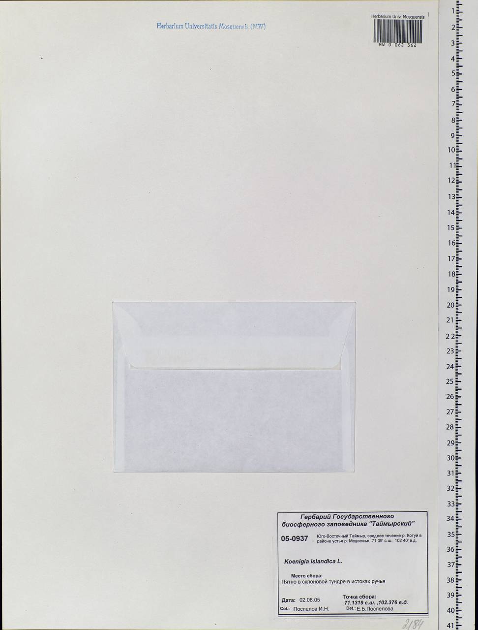 Koenigia islandica L., Siberia, Central Siberia (S3) (Russia)