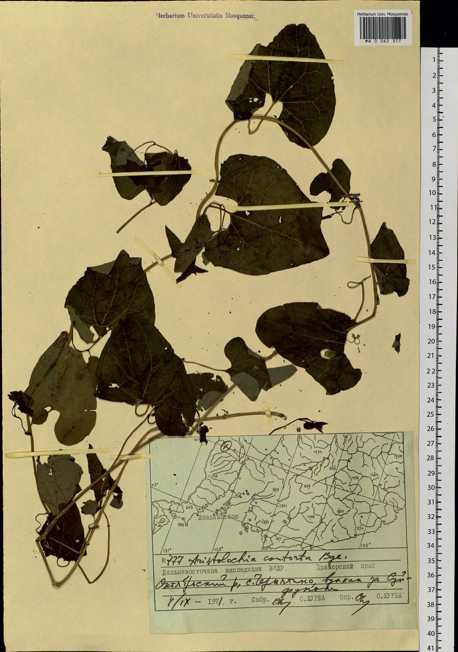 Aristolochia contorta Bunge, Siberia, Russian Far East (S6) (Russia)