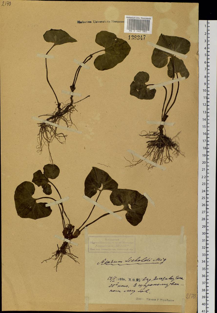Asarum sieboldii Miq., Siberia, Russian Far East (S6) (Russia)