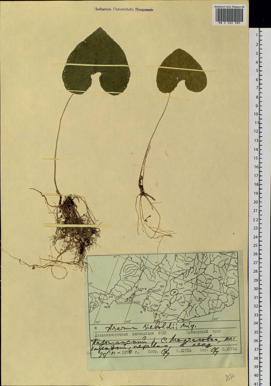 Asarum sieboldii Miq., Siberia, Russian Far East (S6) (Russia)