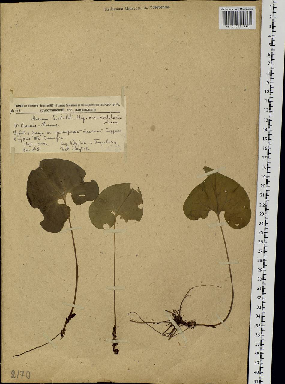 Asarum sieboldii Miq., Siberia, Russian Far East (S6) (Russia)