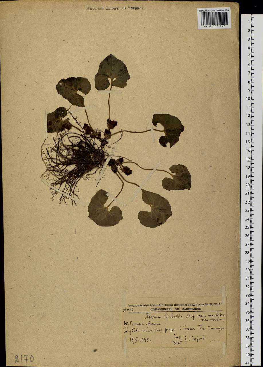 Asarum sieboldii Miq., Siberia, Russian Far East (S6) (Russia)