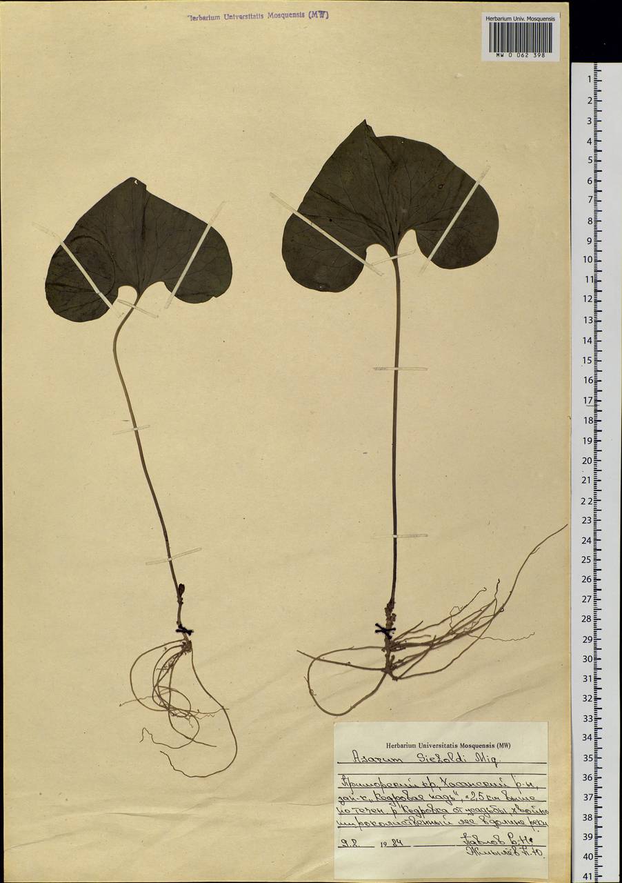Asarum sieboldii Miq., Siberia, Russian Far East (S6) (Russia)