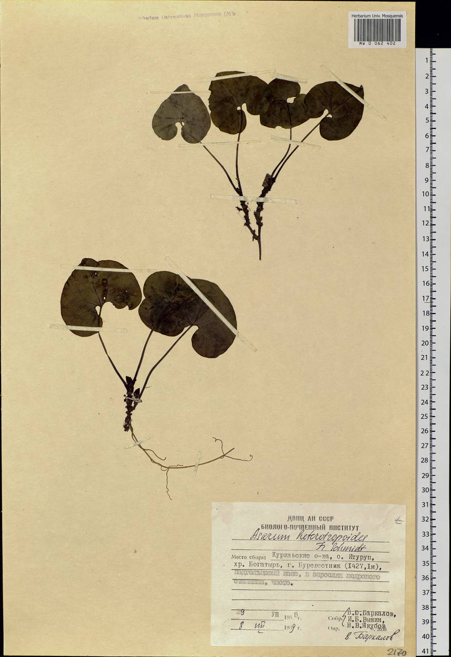 Asarum heterotropoides F. Schmidt, Siberia, Russian Far East (S6) (Russia)
