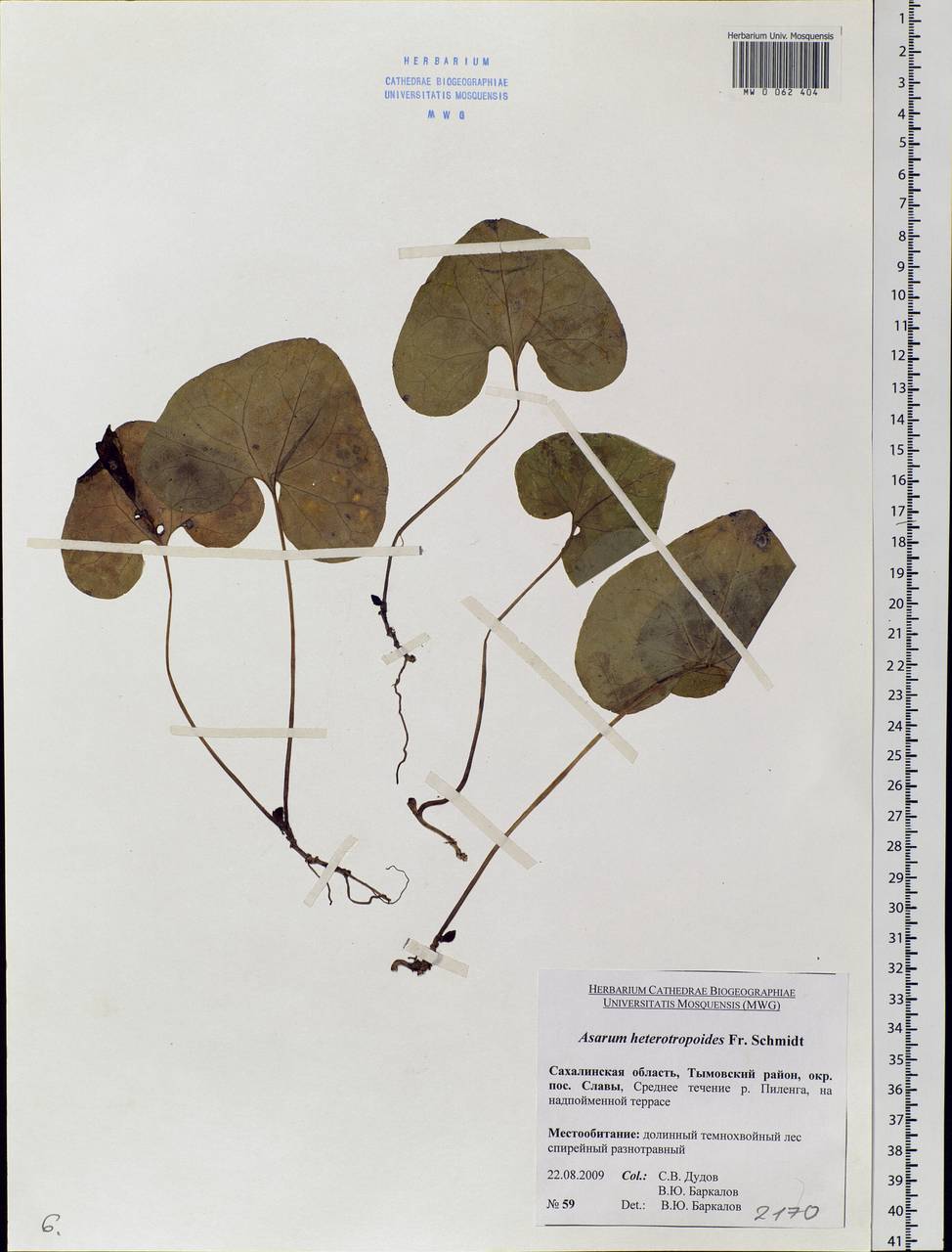 Asarum heterotropoides F. Schmidt, Siberia, Russian Far East (S6) (Russia)