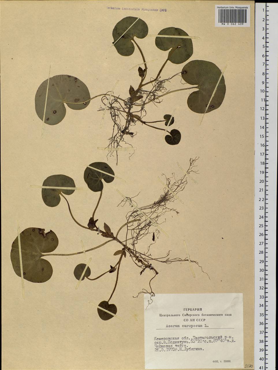 Asarum europaeum L., Siberia, Altai & Sayany Mountains (S2) (Russia)