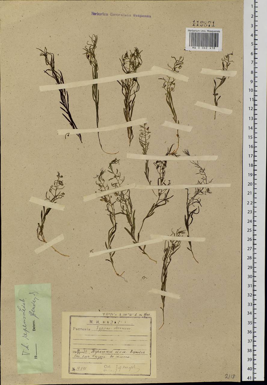 Thesium repens Ledeb., Siberia, Baikal & Transbaikal region (S4) (Russia)