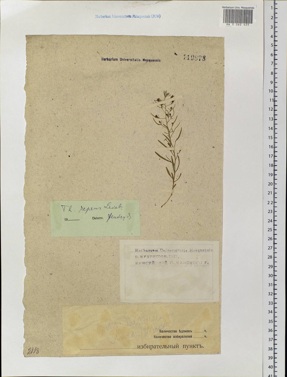 Thesium repens Ledeb., Siberia, Central Siberia (S3) (Russia)