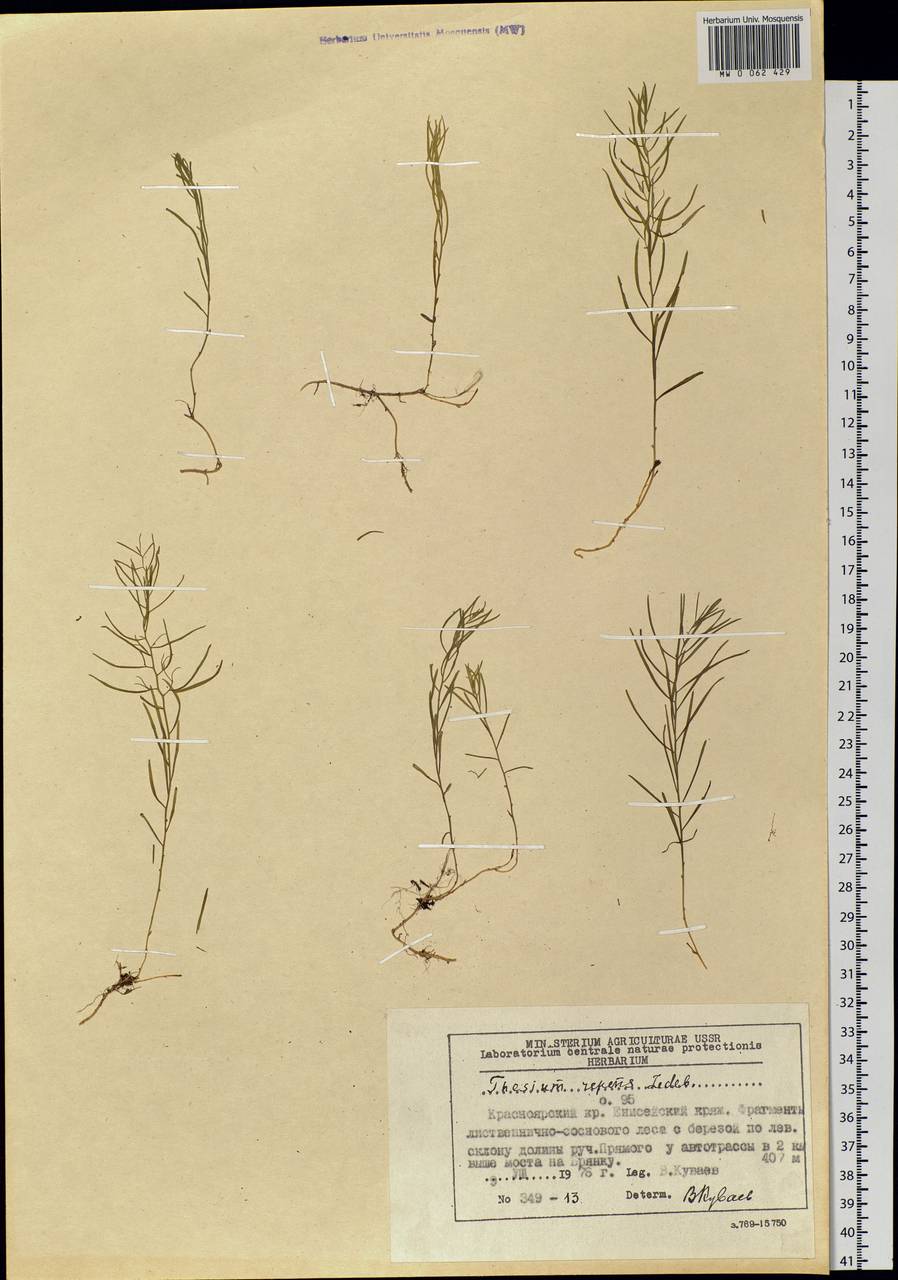 Thesium repens Ledeb., Siberia, Central Siberia (S3) (Russia)