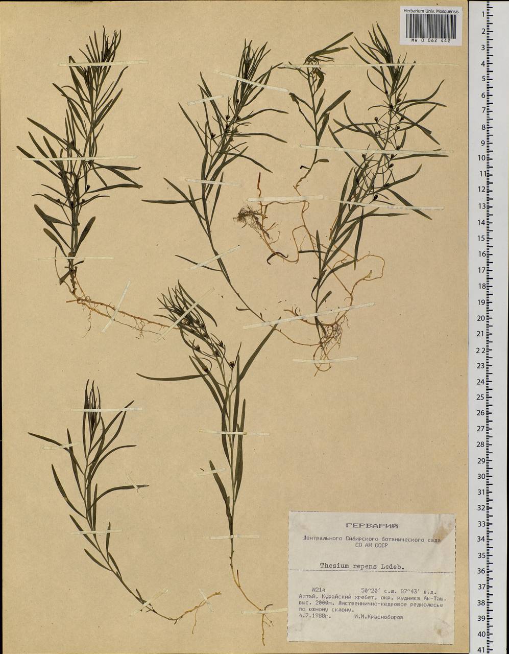 Thesium refractum C. A. Mey., Siberia, Altai & Sayany Mountains (S2) (Russia)