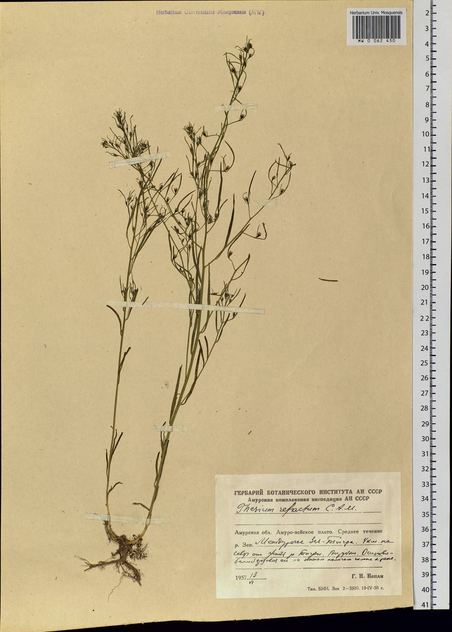 Thesium refractum C. A. Mey., Siberia, Russian Far East (S6) (Russia)