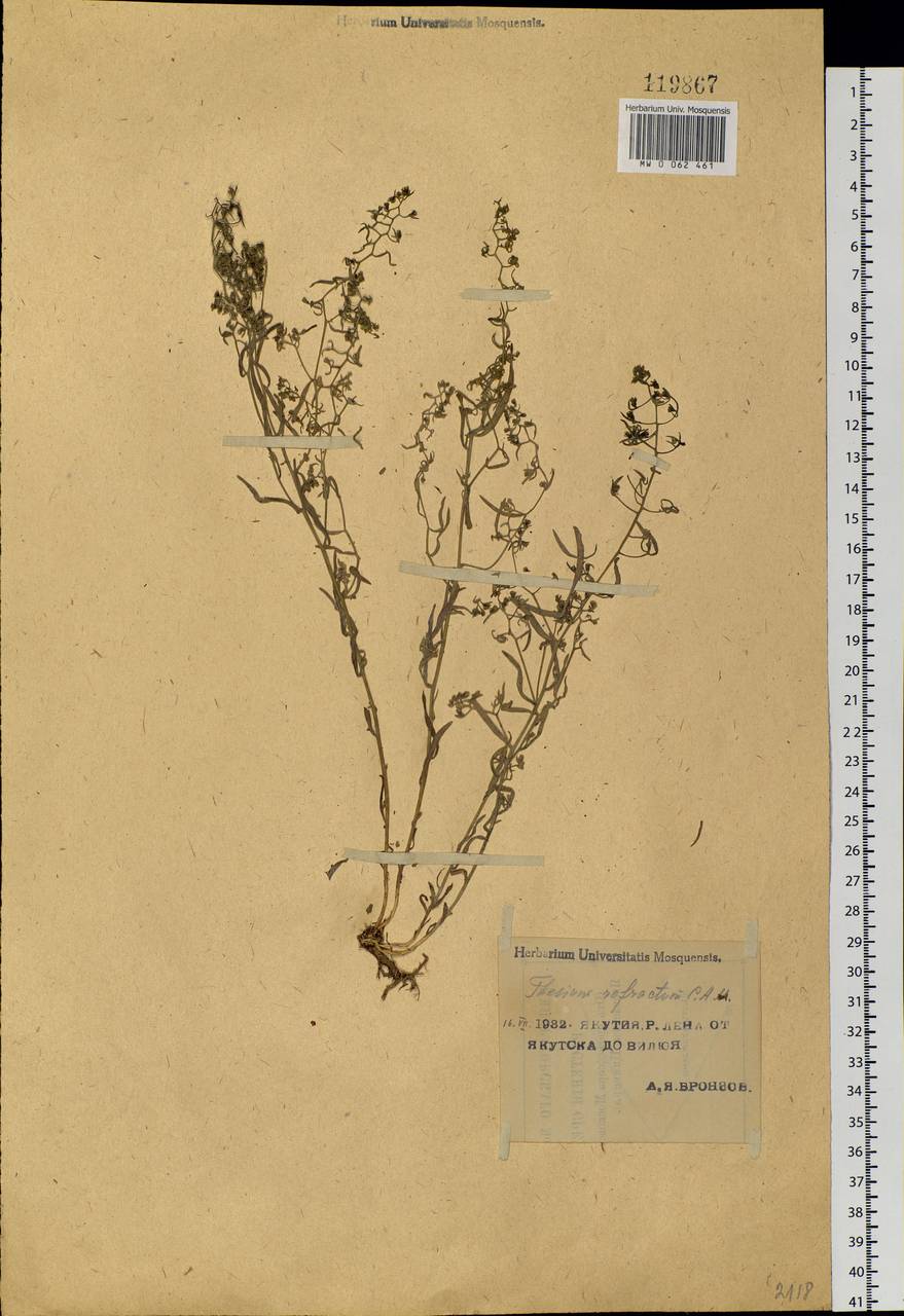 Thesium refractum C. A. Mey., Siberia, Yakutia (S5) (Russia)