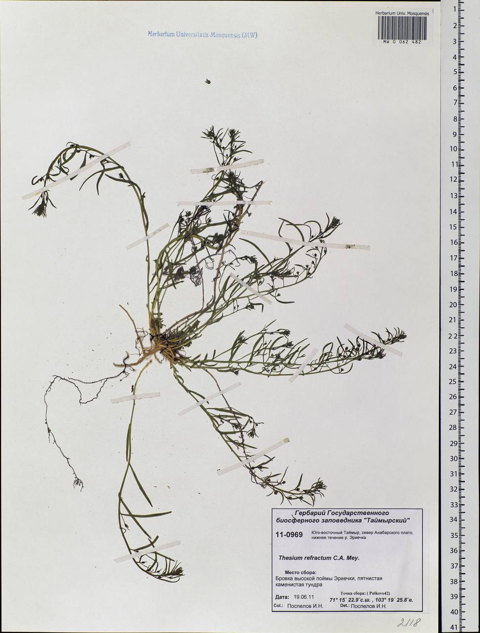 Thesium refractum C. A. Mey., Siberia, Central Siberia (S3) (Russia)